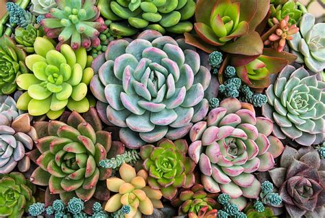 1600x900px | free download | HD wallpaper: plants, nature, succulent, Succulents | Wallpaper Flare