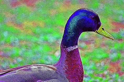 Bright Colors of Mallard Duck Watercolor Photograph by Christopher Hignite