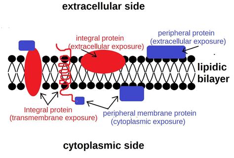 Peripheral Proteins