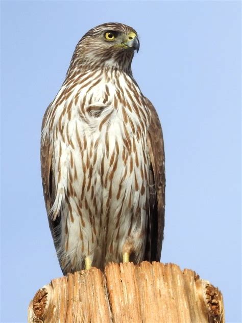 Cooper's Hawk