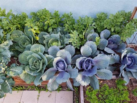 How to Grow Cabbage Seed to Harvest: The Ultimate Guide ~ Homestead and Chill