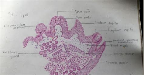 Histology Slides Database: tongue high resolution histology diagram