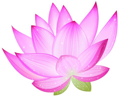 Lotus flower PNG