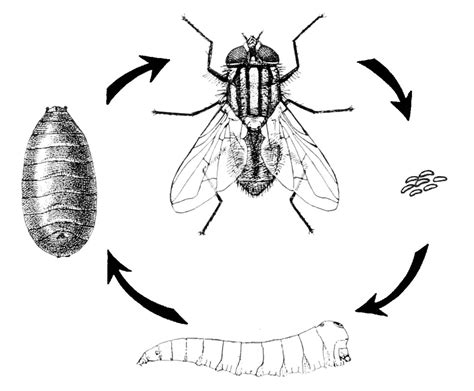 CICLO VIDA DE LA MOSCA