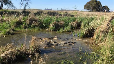 Canberrans encouraged to capture carp mating on camera this spring - ABC News