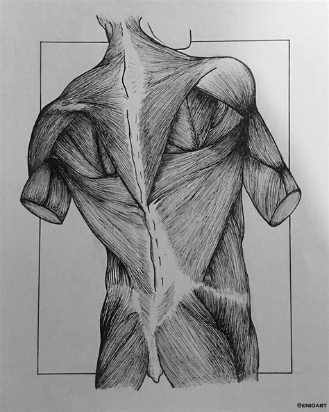 Human Anatomy: Back Muscles by Enio Reis | Anatomy, Drawings, Human anatomy