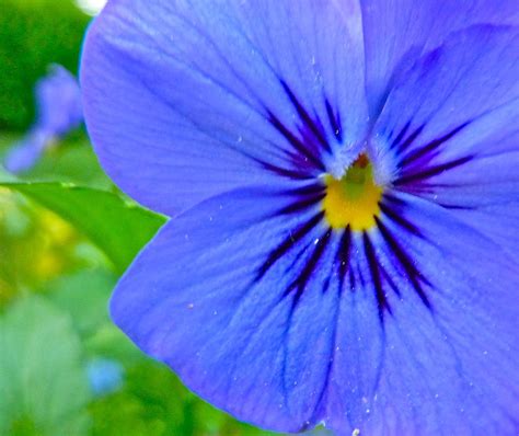 Perfect Purple Pansy Photograph by Amy Clarke - Pixels