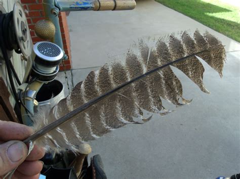 Golden Brown Hawk Feather | Hawk feathers, Unique diy, Feather