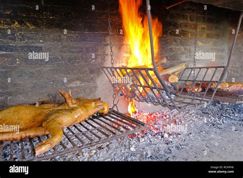 Traditional asado of a whole pork on a typical uruguayan grill with ...