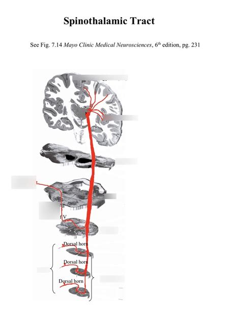 Spinothalamic tract Diagram | Quizlet