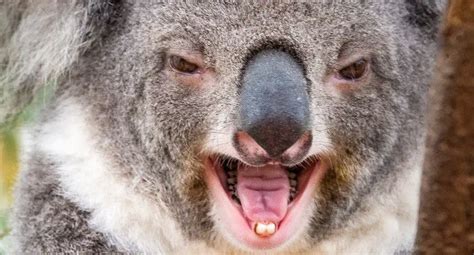 Are Koalas Friendly Or Dangerous? - UntamedAnimals