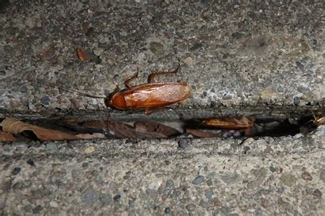 Turkestan cockroaches, invading California, already ‘all over the Bay Area’