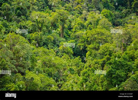 Rainforest in the Springbrook National Park, Australia Stock Photo - Alamy