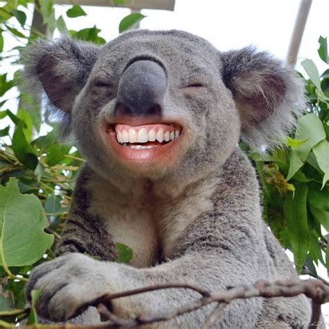 Laughing Koala | Face Swap Online