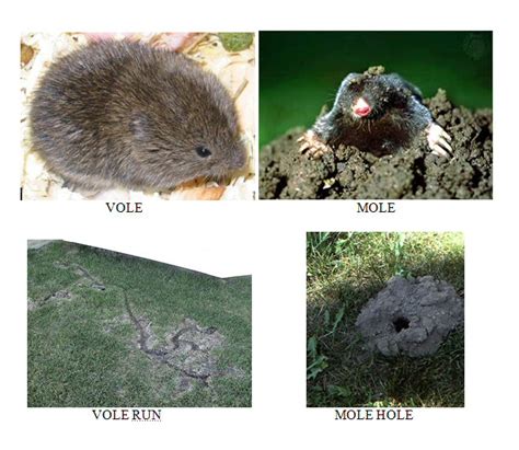 MN Animal Control Minneapolis | Remove Moles, Voles and Gophers | Minnesota Wild Animal Management