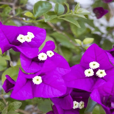 40 Different Types of Bougainvillea - Herbvity