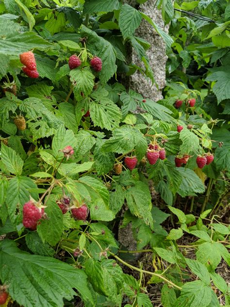 The Raspberries are Ready for Picking - The Martha Stewart Blog