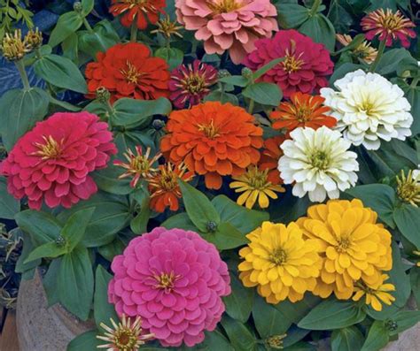 23 Best Zinnia Varieties You Should Grow in Your Garden