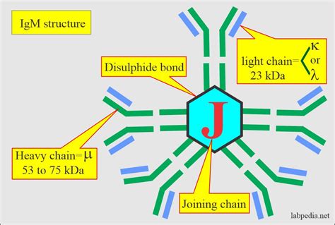 Immune system - Labpedia.net