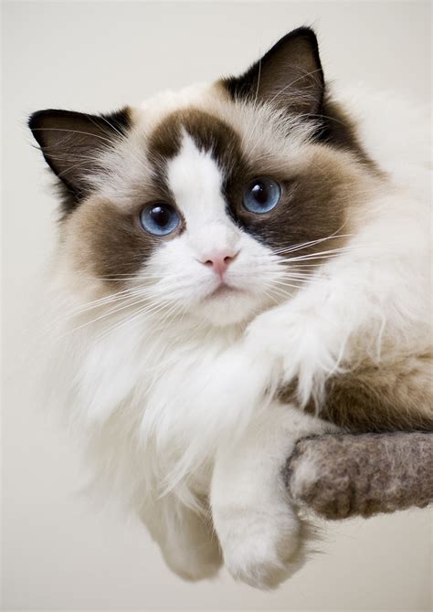 Cute Overload: Top 10 Most Friendliest Cat Breeds