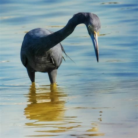 Free Images : water, nature, bird, animal, seabird, wildlife, wild ...