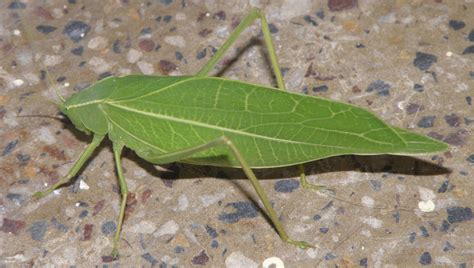 Katydids - The Daily Garden