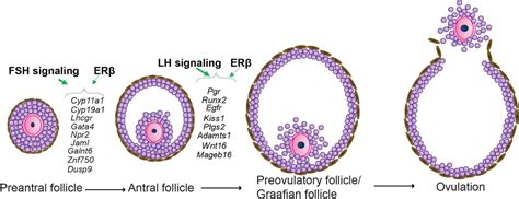 Antral Follicle