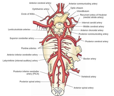 The internal carotid artery and vertebro-basilar system. Major branches of the internal carotid ...