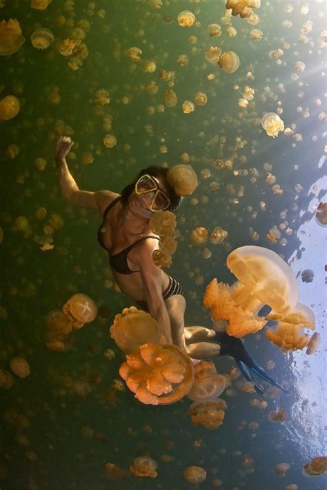 Snorkeling with Jellyfish in Jellyfish Lake, Palau (Micronesia) ~ By Julio Sanjuan | Underwater ...