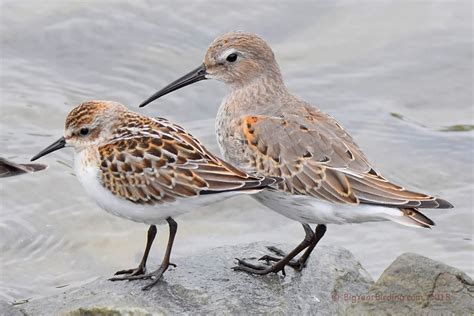 Shorebirds in Waldoboro - Big Year Birding