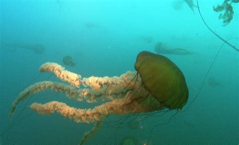 New website tracks jellyfish strandings around the world | MBARI