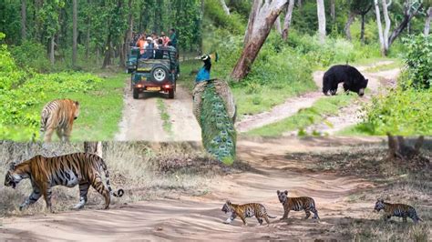 Bandipur Tiger Reserve and National Park Bandipur Karnataka – Aryan Go