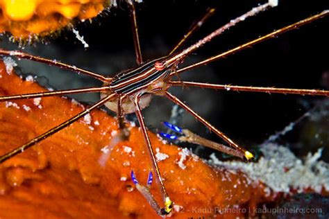 Bonaire Diving - Bluewater Dive Travel