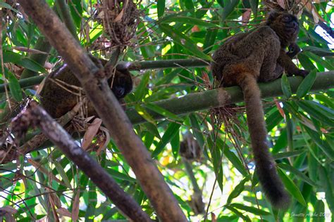 Greater Bamboo Lemurs | These are most of the lemurs we saw … | Flickr