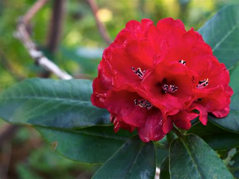 Rhododendron (National flower of Nepal) flowers flowers