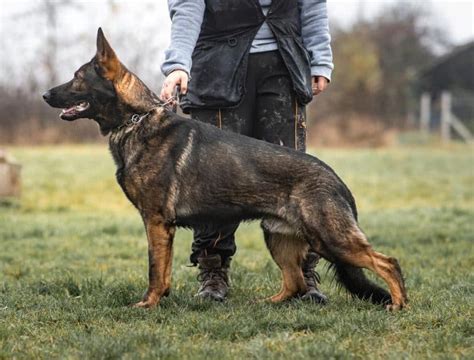 What you need to know before getting a Czech German Shepherd - K9 Web