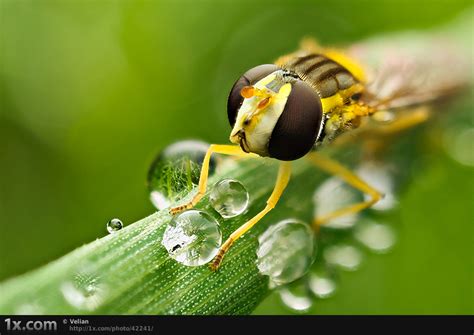 45 beautiful examples of macro photography | Memolition