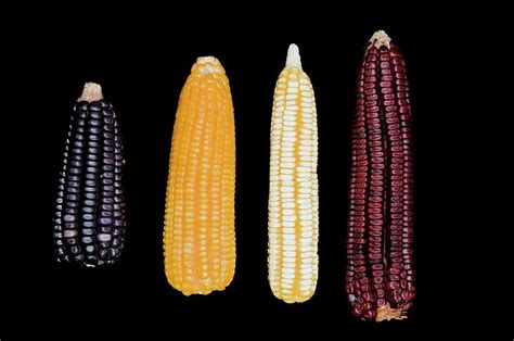 Native Maize Varieties Photograph by Philippe Psaila/science Photo Library