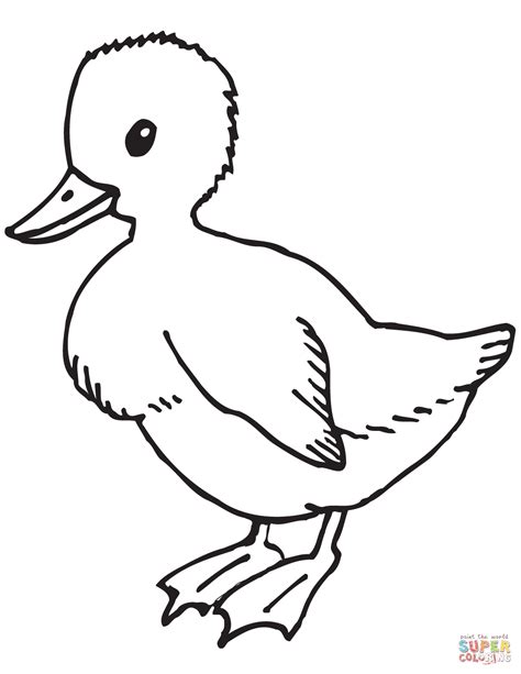 15+ Cute Baby Duck Coloring Pages