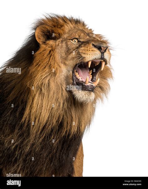 Lion Roaring Face Images