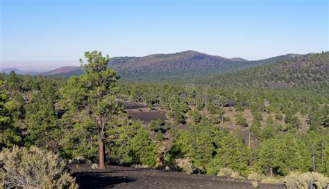 Ponderosa Pine Forest in Sunset Crater Volcano National Monument Stock Image - Image of inactive ...