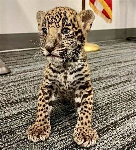 Jaguar Cub Saved Thanks To The Recent Passing Of The U.S. Big Cat ...