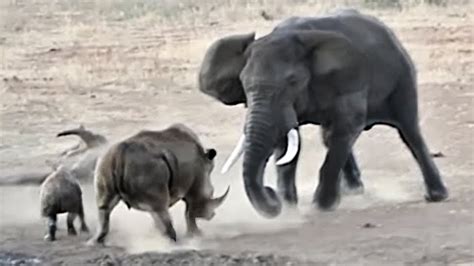 Elephant vs Rhino Fight Compilation - Elephant Shows Who's Boss - Wilde Animals Attack - YouTube