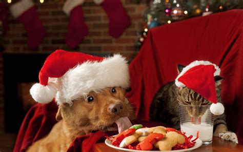 Free download Christmas Dogs And Cats Pictures images [1600x1000] for your Desktop, Mobile ...