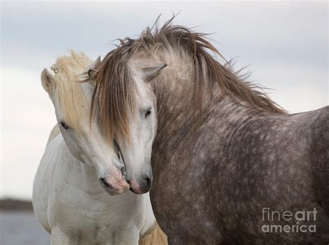 A Pair Of Horses Kissing Photograph by Tim booth - Pixels