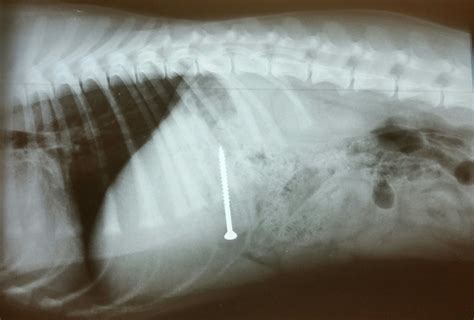 Are X Rays Safe For Dogs