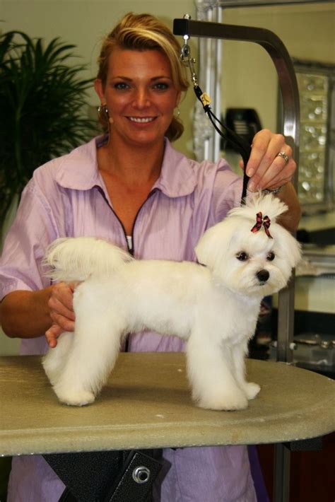 In this session, Courtney grooms an adorable Pomeranian/ Maltese mix. Description from archive ...