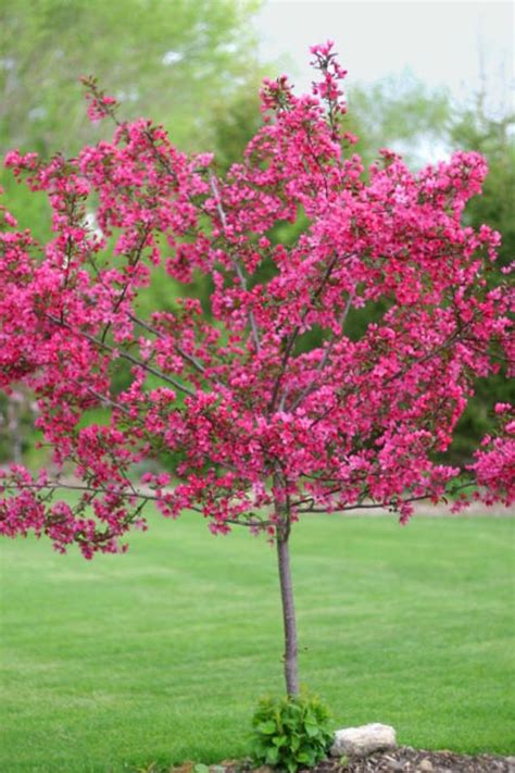 Pin by Susan Miller on Spring | Dwarf flowering trees, Shade trees ...