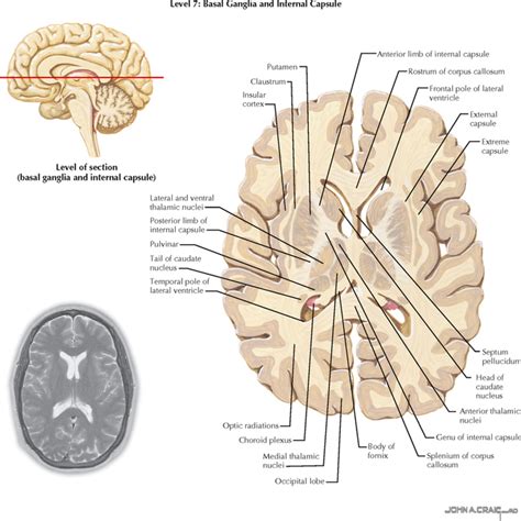 TELENCEPHALON | Neupsy Key