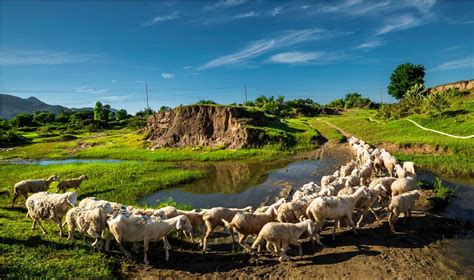 [Photos] The Majestic Sheep Of Ninh Thuan - Saigoneer